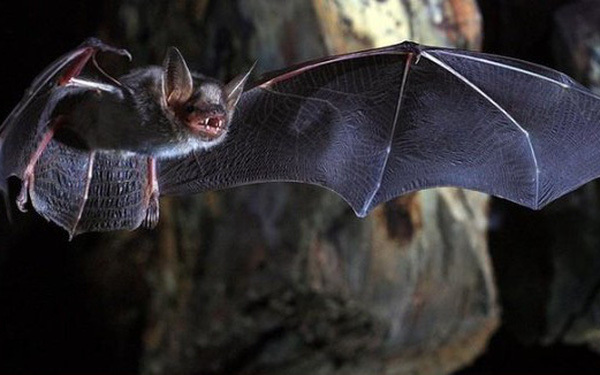 Daily Mail: Tổ tiên của SARS-CoV-2 đã tồn tại hàng trăm năm