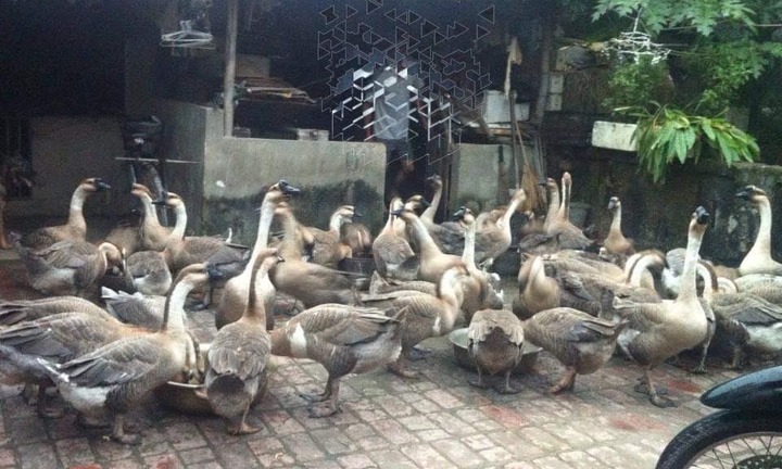 Khốn đốn vì món nợ tín dụng đen của chàng rể quý