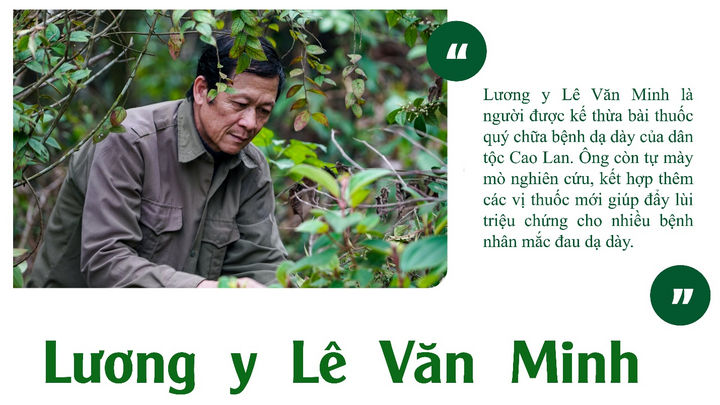 Lương y “người rừng” mách bài thuốc trị đau dạ dày