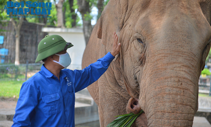 Đề xuất đưa 2 con voi về tự nhiên: Người chăm sóc hụt hẫng khi nghe thông tin