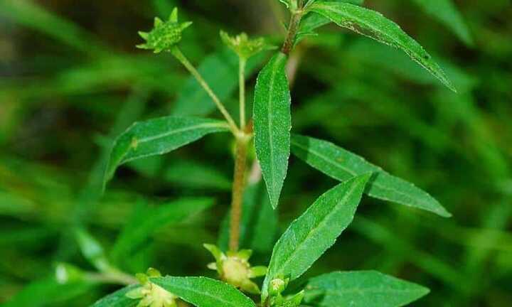 Nghe lời “thầy lang tiktok” dùng cỏ chữa suy thận, người đàn ông chuyển giai đoạn nặng