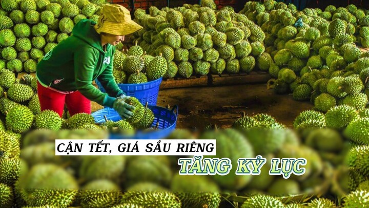 Giáp Tết, giá sầu riêng tăng kỷ lục