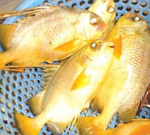 Loại cá có tên lạ, giờ thành đặc sản nổi tiếng vô cùng quý hiếm, vừa ngon vừa bổ, 1.400.000 đồng/kg