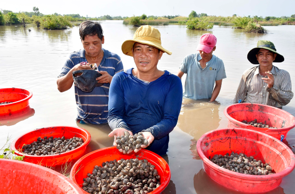 Nghề lạ ở Việt Nam: Nuôi con đặc sản vùi dưới đáy bùn, không phải cho ăn, thương lái thu mua đều kiếm tiền tỷ 