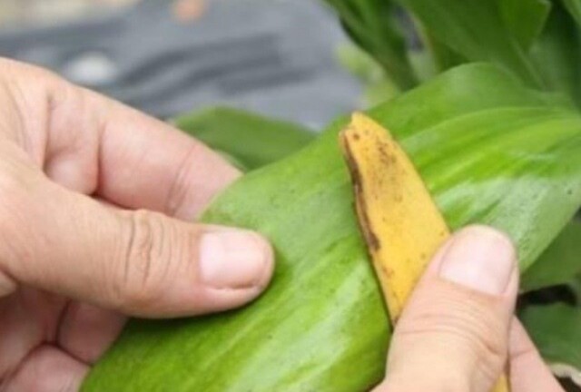 Thứ ở quê mọc đầy vườn này lại là 