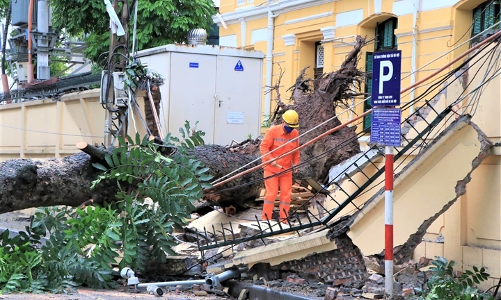 Hà Nội: Cây cổ thụ bật gốc, đổ sập vào tường TAND tối cao do gió lốc lớn