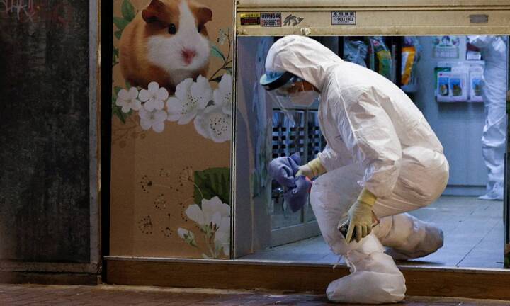 Nghiên cứu từ Hong Kong: Chuột hamster có thể lây COVID-19 cho người