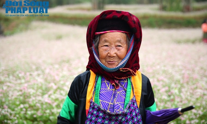 Say đắm sắc hoa tam giác mạch nở rộ trên rẻo cao Hà Giang