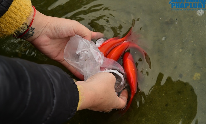 Hà Nội: Muôn kiểu thả cá chép tiễn ông Công, ông Táo về trời