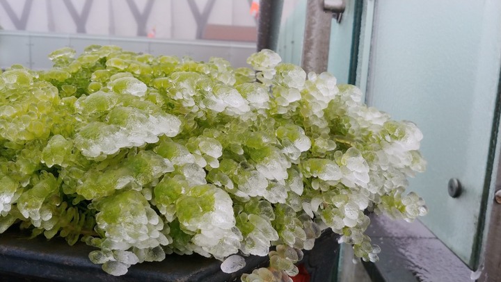 Cuối tuần, “hoa băng” nở trên đỉnh Fansipan, lễ hội Đền Mẫu Thượng với nhiều hoạt động tín ngưỡng độc đáo tại Sa Pa