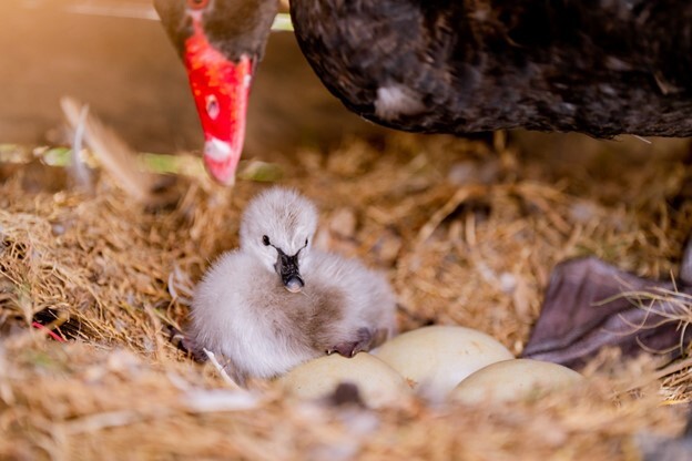 Nghỉ lễ 2/9, trẻ em thành Vinh nô nức đổ về Eco Central Park ngắm thiên nga mới sinh