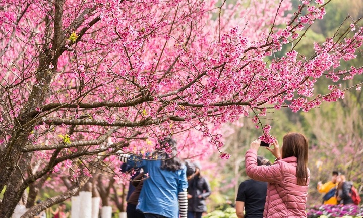 Tết này đến Ice Jungle: “Ice” cũng có Tết