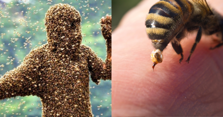 Đoàn người bị ong tấn công khi đi đưa tang, 1 người tử vong