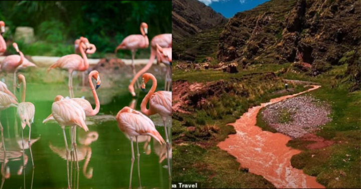 Dòng sông kỳ lạ chuyển màu đỏ mỗi khi mùa đông đến