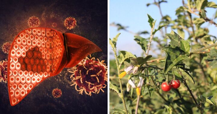 Sự thật về tác dụng loại