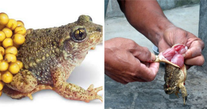 Bắt cóc về làm thịt, nam thanh niên tử vong vì ngộ độc