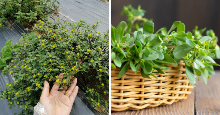 Loại rau dại xưa chỉ người nghèo ăn, giờ thành 