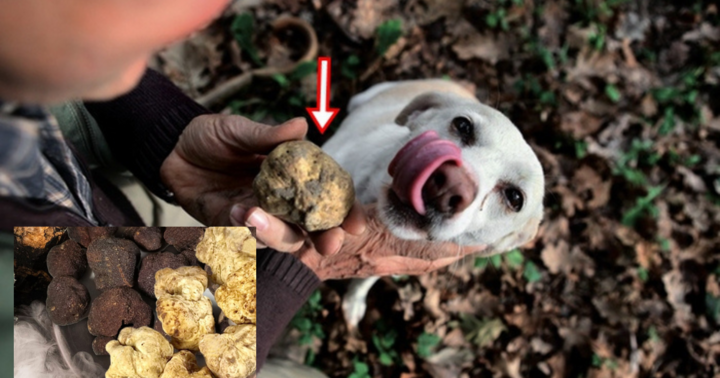 Người đàn ông choáng váng vì