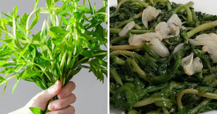 Rau ngổ: Loại rau gia vị tốt cho sức khỏe và các bài thuốc không phải ai cũng biết