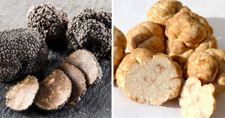 3 loại nấm đắt đỏ nhất hành tinh, giá hàng tỷ đồng được ví như 