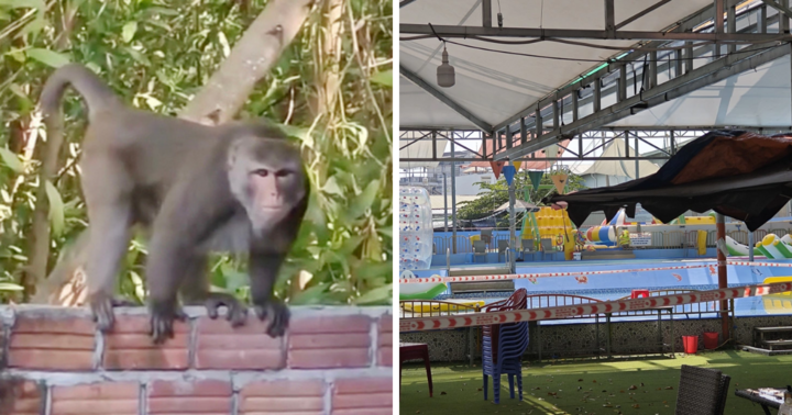 Tin nóng 24h hôm nay ngày 26/12: Lên phương án bắt khỉ tấn công người ở Quảng Nam