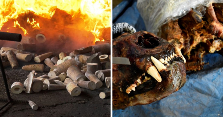 Tiêu hủy gần 10 tấn ngà voi, sừng tê giác buôn lậu, trị giá khoảng 300 tỷ đồng