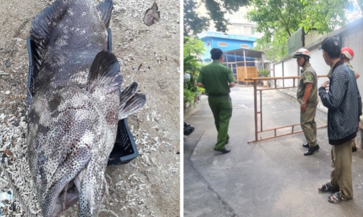 Tin nóng 24h hôm nay ngày 4/1: Cá mú 43kg 