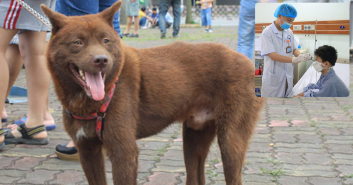 Bé trai 12 tuổi bị chó H’mông cộc đuôi cắn gây biến dạng nửa mặt trái