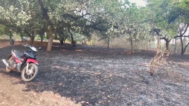 Tin thời sự nóng mới nhất ngày 29/1: Điều tra vụ người đàn ông tử vong gần vườn điều bị cháy ở Bình Phước