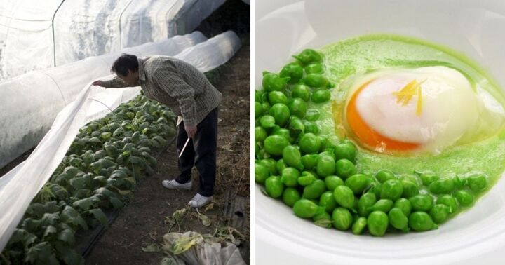 Top những loại rau củ đắt đỏ nhất hành tinh, có loại 