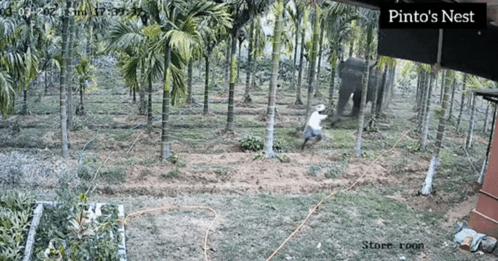 Video: Người đàn ông bị voi  "rượt đuổi " và cái kết thoát chết trong gang tấc