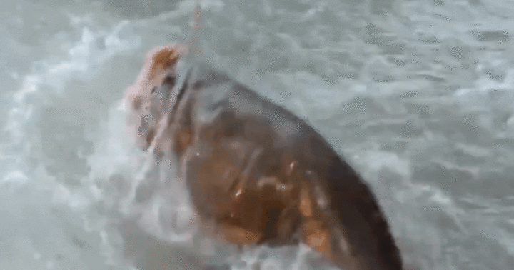 Video: Khoảnh khắc màn câu cá mú dài 1 mét, nặng 100kg 