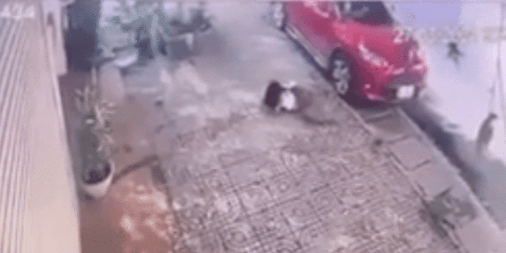 Video: Khoảnh khắc chó dữ lao vào tấn công bé gái ở Hà Giang