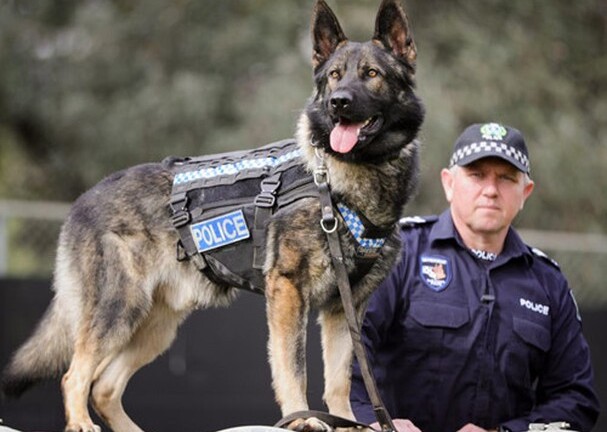 Xôn xao việc chính phủ Anh cân nhắc điều chó cảnh sát đến quốc hội