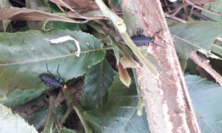 Một người tử vong, hai người nhập viện cấp cứu sau khi ăn côn trùng lạ