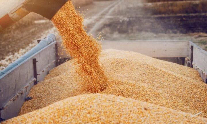 Ủy ban châu Âu cấm xuất khẩu ngũ cốc từ Ukraine sang 5 quốc gia