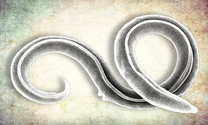 Hồi sinh loài giun tròn cổ đại trong đất đóng băng vĩnh cửu ở Siberia