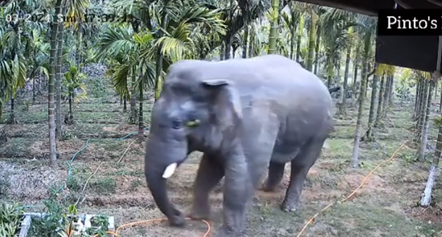 Video: Hai nông dân thoát khỏi cuộc tấn công của voi trong gang tấc