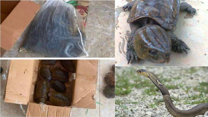 Khởi tố hai đối tượng mua bán, vận chuyển động vật quý hiếm