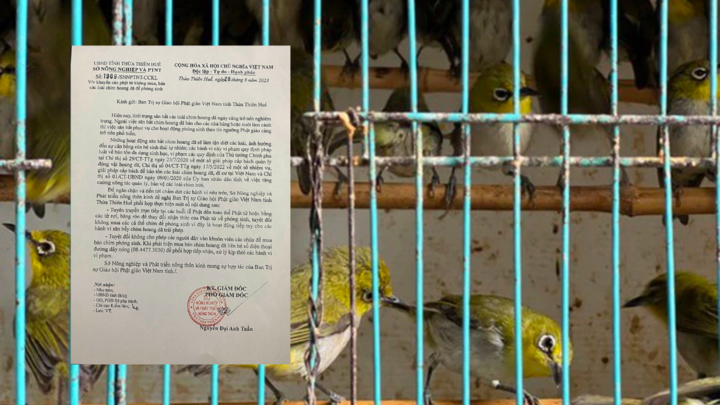 Thừa Thiên Huế: Khuyến cáo không mua bán chim phóng sinh