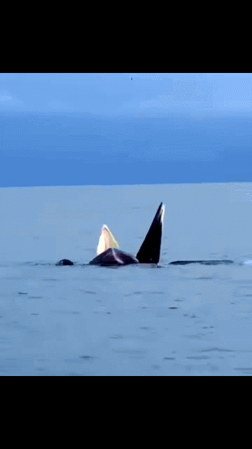 Cận cảnh đàn cá voi săn mồi trên vùng biển Cô Tô