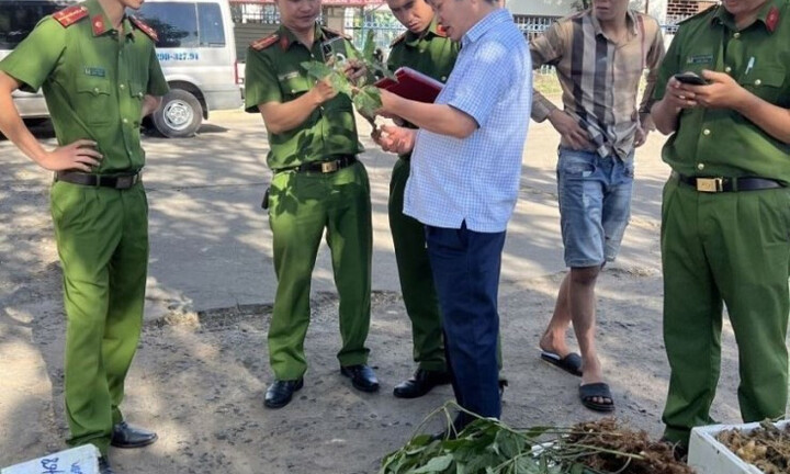 Thu giữ 40 kg củ và lá giống sâm Ngọc Linh bị 