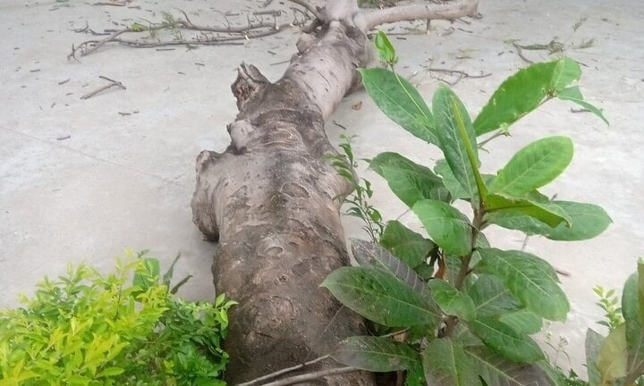 Cây phượng vĩ trong sân trường tiểu học bật gốc, 4 học sinh bị thương