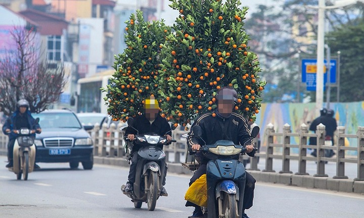 Tài xế chở đào, quất Tết bằng xe máy có thể bị phạt đến 600.000 đồng
