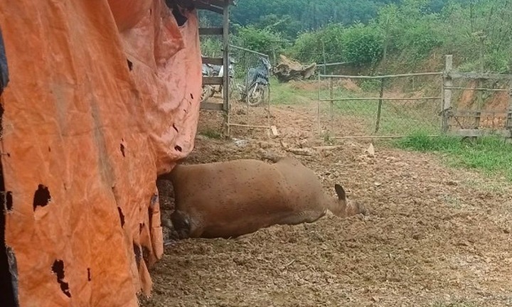 Hà Tĩnh: Điều tra nguyên nhân một đàn bò chết bất thường ngày Tết