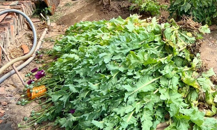 Công an lật tẩy bí mật trong vườn rau sau nhà của người đàn ông 53 tuổi