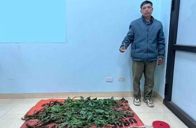 Tin tức pháp luật mới nhất ngày 20/3: Bắt đối tượng trồng cây thuốc phiện rồi tự sản xuất chất ma túy
