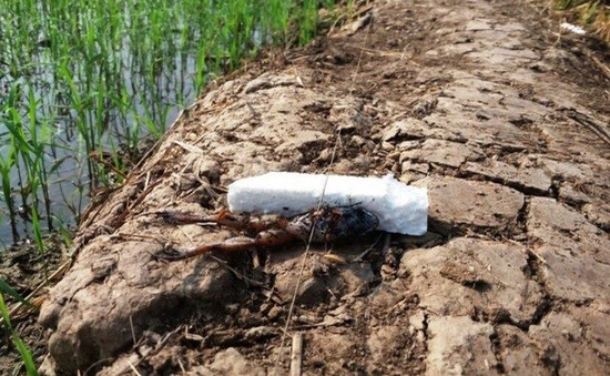 Tạm giữ người đàn ông mắc điện bẫy chuột tại bờ ao khiến hàng xóm tử vong