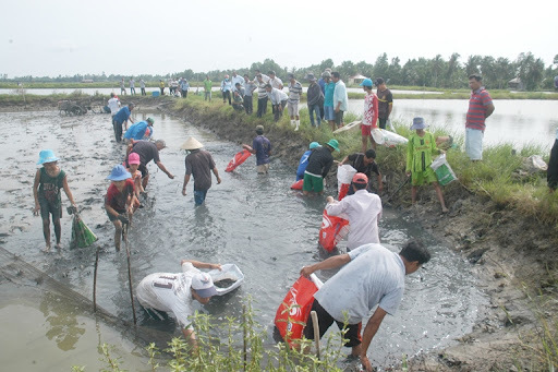 Bạc Liêu áp dụng chỉ thị 16, người dân khốn đốn vì tôm thiếu thức ăn