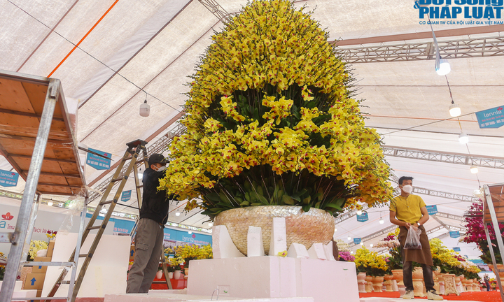 Cận cảnh chậu lan hồ điệp 